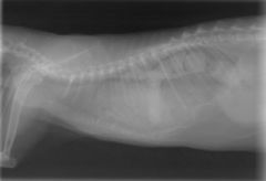 You are asked to take chest radiographs on a cat that has been hit by a car. You are reviewing the radiographs for technique and see that it appears the cat has intestinal contents in the chest cavity. What is this evidence of?
