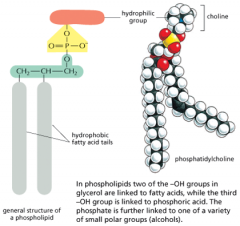 +two of the –OH groups in glycerol are linked to fatty acids while the third –OH group is linked to phosphoric acid (all by condensation reactions)


+the phosphate group is linked to a small polar group (an alcohol) such as choline in phosp...