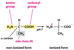 Biologically important organic compounds composed of amine (-NH2) andcarboxylic acid (-COOH) functional groups, along with a side-chain specific to each amino acid.


 


In picture: alanine, one the simplest amino acids.