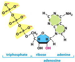 Adenosine triphosphate: a nucleotide


 


ATP transports chemical energy within cells for metabolism. It is one of the end products of 


photophosphorylati-on, cellular respiration, and fermentation


 and used by enzymes and st...