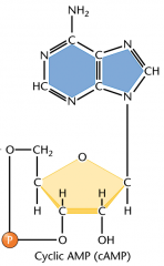Cyclic adenosine monophosphate.  


 


cAMP is derived from adenosine triphosphate (ATP) and used for intracellular signal transduction in many different organisms, conveying the cAMP-dependent pathway.