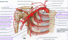 Superior thoracic A.
Thoracoacromial A (trunk)
Lateral Thoracic A.
Subscapular A.
Anterior and Posterior Circum. Hum A.