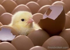 
Sortir de son œuf : Poussins qui viennent d'éclore. 
S'ouvrir, de manière à laisser sortir l'animal qu'il contient, en parlant de l'œuf : Œufs tout juste éclos. 
S'ouvrir, fleurir, s'épanouir : La fleur de l'églantier voit ses bourge...