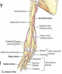 Begins at inf. teres major, ends at cubital fossa opposite the neck of radius. Divides into radial and ulnar arteries