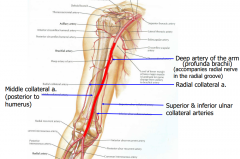 Anastomosis. Allows blood to reach forearm when brachial artery is blocked. Regardless of elbow flex. or exten.