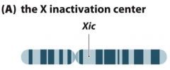 Xic contains the Xist gene which is transcribed to a 25kb non-coding RNA.