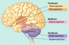 Forebrain: Telencephalon, Diencephalon

Midbrain: Mesencephalon

Hindbrain: Metencephalon, Myelencephalon (Medulla)