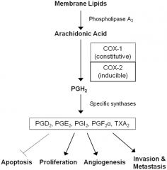 Products= prostacyclin in endothelial cells & Thromboxane A2 in platelets