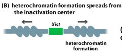 RNA persuades supercoiling of the rest of the chromosomes-this forms heterochromatin

The condensed DNA cannot be transcribed ( so condensed that promotors cannot bind to it)

N.B this only happens to one of the X's 

