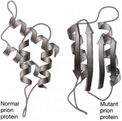 Prions (PrPsc) are variations of a normal brain protein (PrPc).




+a PrPsc can direct a PrPc to unfold and re-fold into an

identical PrPsc prion


+new prions can continue the propagation

+several strains exist (variations of the prion ...