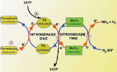 There are actually two enzymes in nitrogenase

Nitrogenase ONE reduces ferrodoxin

Nitrogenase TWO oxidizes MoFe

This process uses 2 ATP

The reduced form of MoFe converts N2 + 8H into NH4 + H2