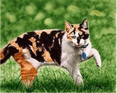Is this cat heterozygous or homozygous?

