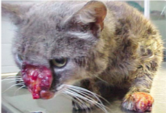 Sporothrix schenkii
granulomatous dermatitis and panniculitis
cats (and humans! but only contagious by implantation)