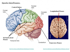 Longitudinal fissure (separates cerebral hemispheres)

Central fissure

Lateral fissure