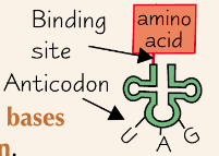 Found in the cytoplasm.
It has an amino acid binding site at one end and a sequence of three bases at the other end called an anticodon.
It carries the amino acids that are used to make proteins to the ribosomes during translation.