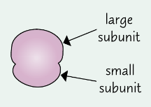 It causes the two sub-units in ribosomes (along with proteins) [see picture].
The ribosome moves along the mRNA strand and helps catalyse the formation of peptide bonds between the amino acids.