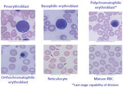 proerythroblast
basophilic erythroblast
polychromatophilic erythroblast (last stage capable of division) 
orthochromatophilic erythroblast
reticulocyte
mature RBC