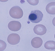 reddish cytoplasm, very small condensed nucleus