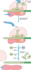 תאים. anti codon עם tRNA איו STOP לקודוני
.UAA - ול UGA - נקשר ל RF-2 ,UAA - ול UAG - נקשר ל RF-1
.tRNA - לפקטורים אילו מבנה דומה ל
גורם לפפטידיל טרנספרז A לאתר Release f...
