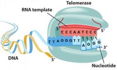 הטלומראז הינו חלבון מיוחד החבוי בתוכו מקטע RNA והוא מסנתז מקטעי DNA על פי מקטע הRNA הקיים בתוכו.