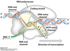 את תהליך השיעתוק מבצע האנזים RNA Polymerase שלו יש את קטליטי שאליו נכנס הדו גדיל של הDNA ופותח את הDNA לחד גדיל ומשעתק RNA מריבונוקליאוטידים. 
הריב...