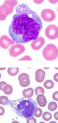 big & scary
-largest white cell in periphery 
-nucleus: folded, uneven contour
-cytoplasm: grey, may have vacuoles
-bigger than segs
-fx: chemotaxis, phagocytosis, kill some microbe, Ag presentation, cytokine release -> BM stromal cells -> GF...