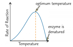 A rise in temperature makes the enzymes molecules vibrate more.

If the temperature goes above a certain level, this vibration breaks some of the bonds holding the enzyme in shape.
This makes the active site change shape and the substrate can no l...