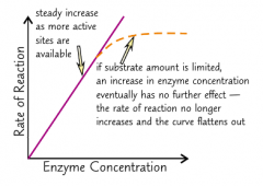 The more enzyme molecules there are in a solution, the more likely it is for a substrate molecule to collide with an enzyme. So increasing the concentration of enzyme increases the rate of reaction.
But if the substrate amount is limited, there co...