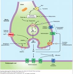 *Synthesis (in postganglionic neuron)
Norepinephrine is synthesized from its precursor, dopamine. 
Free norepinephrine is metabolized by monoamine oxidase (MAO) 

*Storage in vesicles
Reserpine blocks the uptake of NE into vesicles

*Releas...