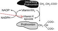 a. Decarboxy prothromin is biologically
inactive unless it is carboxylated.
b. The reaction requires carbon dioxide,
molecular oxygen, and reduced vitamin
K. It is catalyzed by γ-glutamyl
carboxylase.
c. In the process of carboxylation
vit...