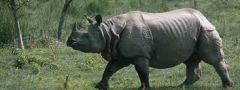 One Horned Rhinos