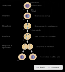 Mitosis is the process in which a eukaryotic cell nucleus splits in two, followed by division of the parent cell into two daughter cells. The word "mitosis" means "threads," and it refers to the threadlike appearance of chromosomes as the cell pre...