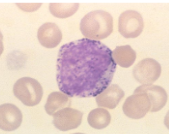similar to myeloblast appearance, except cytoplasm contains primary (purple) granules