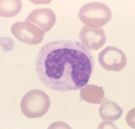 horseshoe nucleus, pink cytoplasm