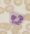 highly condense, loculated nucleus