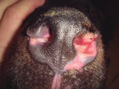 
A young to middle aged dolichocephalic dog.

Bloody sanguinous, unilateral or bilateral nasal discharge.

Depigmentation of nasal plantum. 

Facial pain present also.

