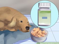 How do we treat aspergillosis in the dog?
