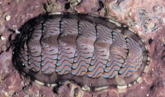 Chitons! 
• marine 
• oval shape; eight overlapping dorsal plates
 • reduced head 
 • large foot 
• grips rock 
 • animal can move slowly or maintain position by suction– important in intertidal zone 
 • radula scrapes algae off rock
