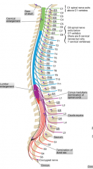 The L3 spinal nerve