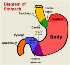 1. Proximal total gastrectomy / distal esophagectomy
- for tumors in gastroesophageal junction / cardiac of stomach

2. Total gastrectomy (with roux-en-y anastomosis)
- for tumors in body of stomach

3. Subtotal gastrectomy
- for antral tumors

4...