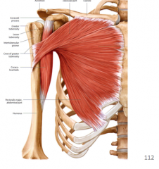Depression of the shoulder and an accessory muscle of respiration in asthmatics