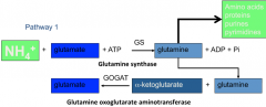 1) NH4+ + Glutamate + ATP will be converted into Glutamine + ADP + Pi

2) If enough Nitrogen around, Glutamine converted into amino acids, proteins, purines and pyrimidines. If not enough Nitrogen around:Glutamine + alpha-ketoglutarate into Gluta...