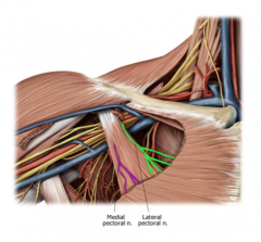 Fibers from spinal nerves C5, 6, and 7 which innervates the pectoralis major.