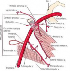 The pectoral artery which is a branch of the thoracoacromial artery