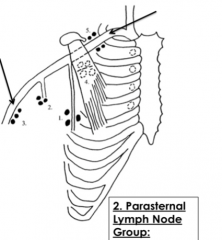 1. pectoral/anterior nodes (75% lateral breast lymph)
2. subscapular/ posterior nodes
3. lateral/brachial nodes
4. central nodes (drains 1-3)
5. apical nodes (drains 4)