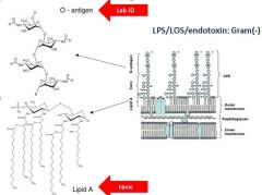 Lipid A--toxic/antigenic component
O-antigen used for lab ID