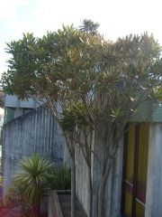 Common Name: Lancewood, Horoeka
Scientific Name: Pseudopanix ferox
Juvenile leaves are long, thin up to about 40cm stiff, leathery, very dark grey green with sharp “tooth” like serrations.
Lancewood grows in an upward arrow shape. Mature tr...