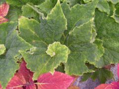 Cultivar: Lime Swirl
Scientific Name: Rhizomatous begonia
Category: Begoniaceae Hybrid
45-90cm survives in light shade flowers repeatedly throughout the year flowers are pale pink evergreen blue green velvet fuzzy textured foliage with veins, r...