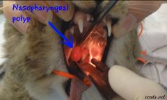 Signs and signalment for animals developing nasopharyngeal polylps? 
