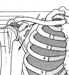 A passageway that allow nerves and vessels from the neck to travel to the upper limb. The apex is formed by the scapula, clavicle, and first rib